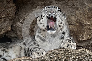 Snow leopard with open muzzle mouth with teeth, sitting in the nature stone rocky mountain habitat, Spiti Valley, Himalayas in