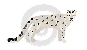 Snow leopard or ounce isolated on white background. Gorgeous Asian exotic carnivorous animal with spotted coat. Graceful