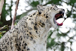 Snow Leopard photo