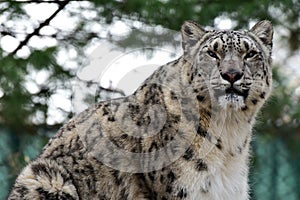 Snow Leopard photo