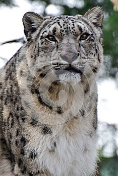 Snow Leopard photo