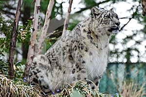 Snow Leopard photo