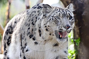 Snow Leopard photo