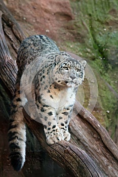 Snow leopard, ounce, Panthera uncia