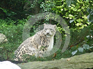 Snow Leopard Parco Natura Viva ITALY photo