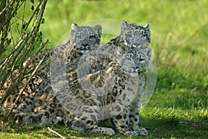 SNOW LEOPARD OR OUNCE uncia uncia, MOTHER WITH CUB