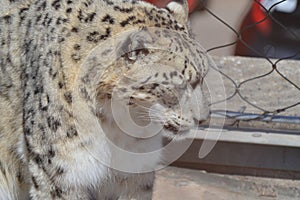 Snow leopard in the outdoors