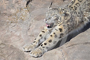 Snow leopard in the outdoors