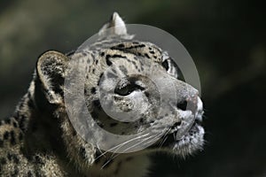 Snow leopard (Panthera uncia).