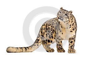 Snow leopard, Panthera uncia, also known as the ounce