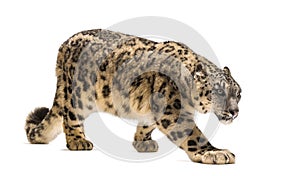 Snow leopard, Panthera uncia, also known as the ounce