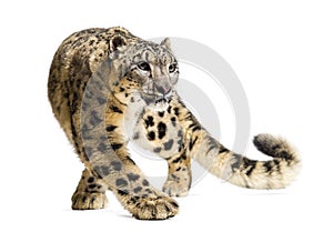 Snow leopard, Panthera uncia, also known as the ounce