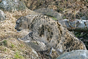The snow leopard Panthera uncia, also known as the ounce