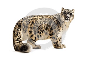 Snow leopard, Panthera uncia, also known as the ounce photo