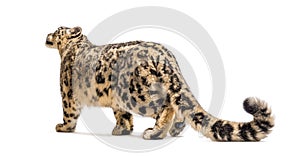 Snow leopard, Panthera uncia, also known as the ounce photo