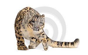 Snow leopard, Panthera uncia, also known as the ounce photo