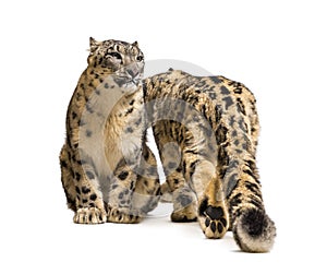 Snow leopard, Panthera uncia, also known as the ounce photo