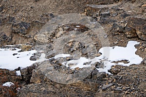 Snow Leopard - Panthera uncia, beautiful iconic large cat from Asian high mountians, Himalayas