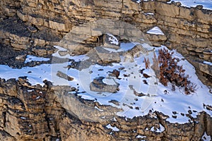 Snow Leopard - Panthera uncia, beautiful iconic large cat from Asian high mountians, Himalayas