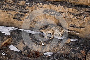 Snow Leopard - Panthera uncia, beautiful iconic large cat from Asian high mountians, Himalayas