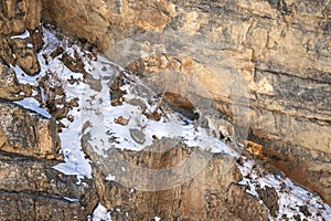 Snow Leopard - Panthera uncia, beautiful iconic large cat from Asian high mountians, Himalayas