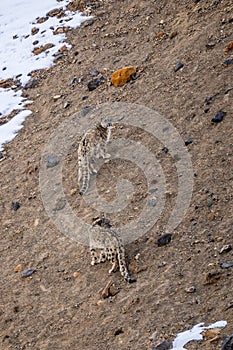 Snow Leopard - Panthera uncia, beautiful iconic large cat from Asian high mountians, Himalayas