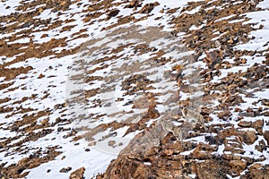 Snow Leopard - Panthera uncia, beautiful iconic large cat from Asian high mountians, Himalayas