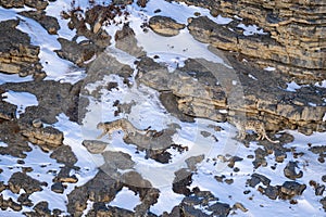 Snow Leopard - Panthera uncia, beautiful iconic large cat from Asian high mountians, Himalayas