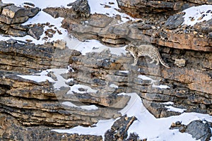 Snow Leopard - Panthera uncia, beautiful iconic large cat from Asian high mountians, Himalayas