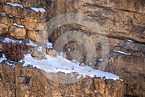 Snow Leopard - Panthera uncia, beautiful iconic large cat from Asian high mountians, Himalayas