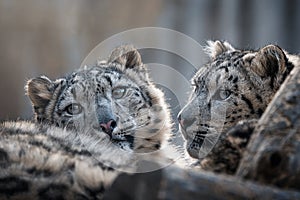 Snow leopard (Panthera uncia) detail portrait