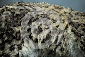 Snow leopard (Panthera uncia) fur texture.