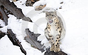 A Snow leopard Panthera uncia portrait in winter in Montana, USA