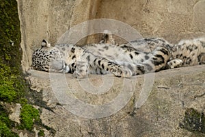 Snow Leopard or Panthera Unica at the zoo in Zurich in Switzerland