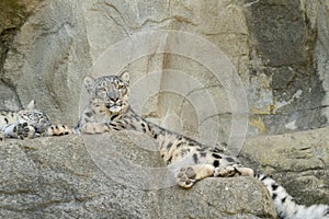 Snow Leopard or Panthera Unica at the zoo in Zurich in Switzerland