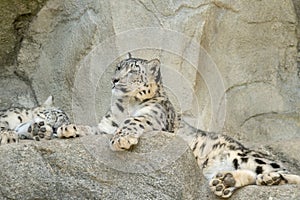 Snow Leopard or Panthera Unica at the zoo in Zurich in Switzerland