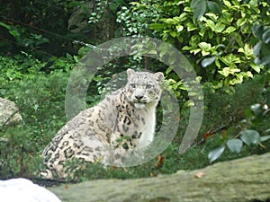 Snow Leopard Parco Natura Viva ITALY