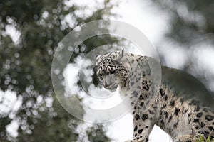 Snow leopard, portrait