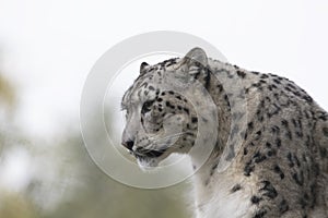 Snow leopard portrait