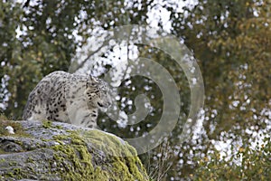 Snow leopard portrait