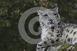 Snow leopard portrait