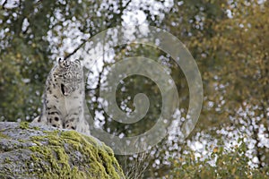 Snow leopard portrait