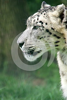 Snow Leopard Portrait