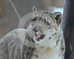 Snow Leopard Portrait