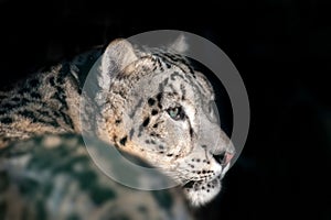 Snow leopard portrait