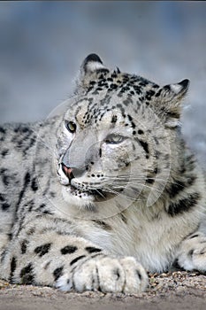 Snow leopard portrait