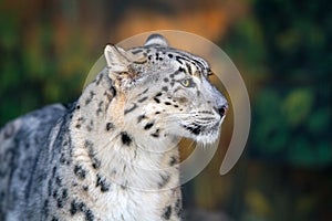 Snow leopard portrait