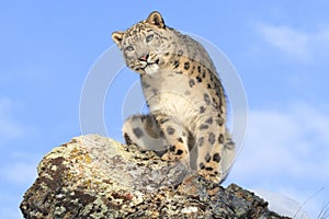 Snow leopard portrait