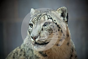 Snow leopard portrait