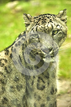 Snow leopard portrait of an animal